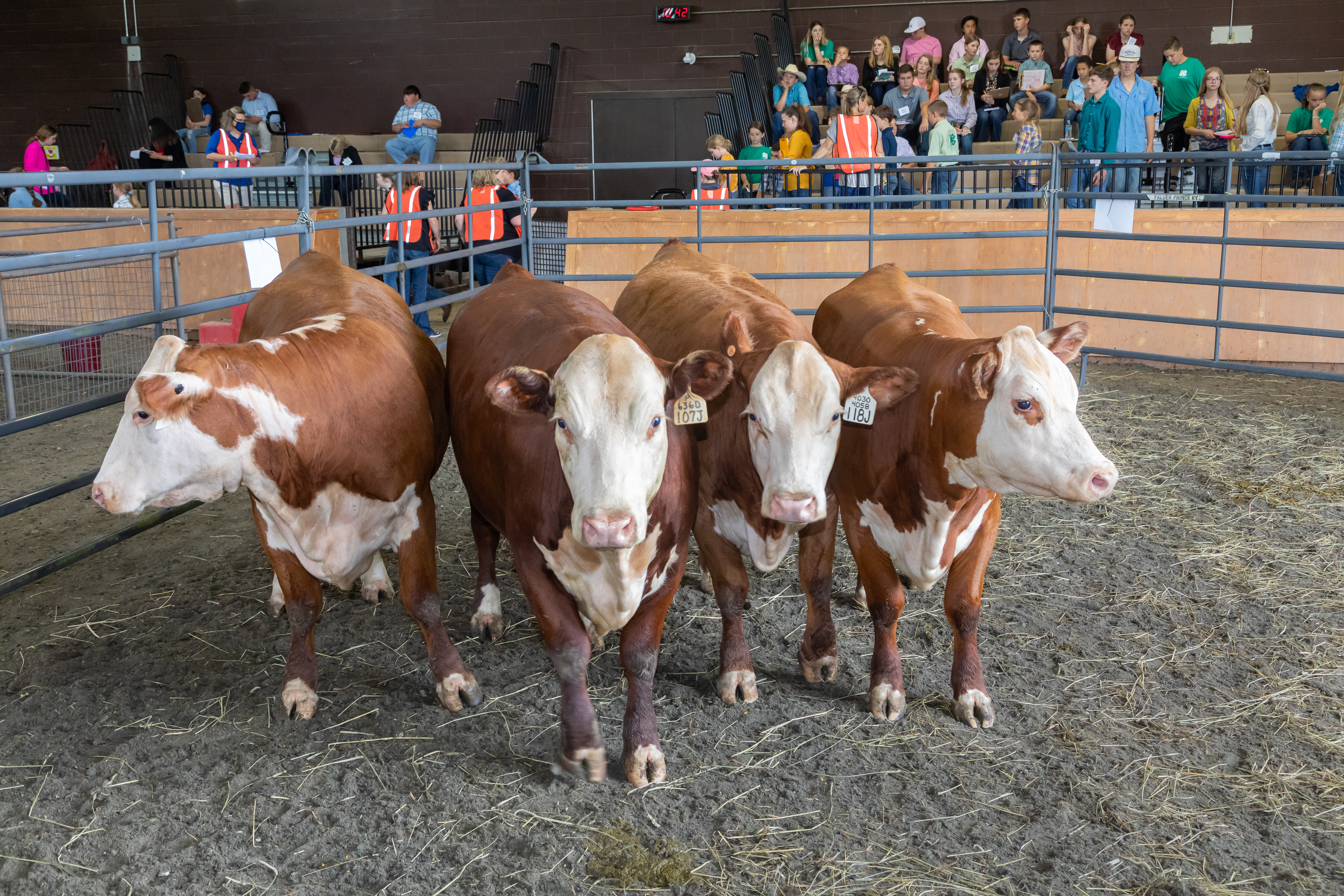 Cattle in Pen